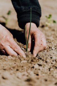 A love of gardening can keep seniors with a sense of purpose and satisfaction.