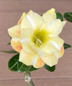 A love of gardening has led to these desert roses.